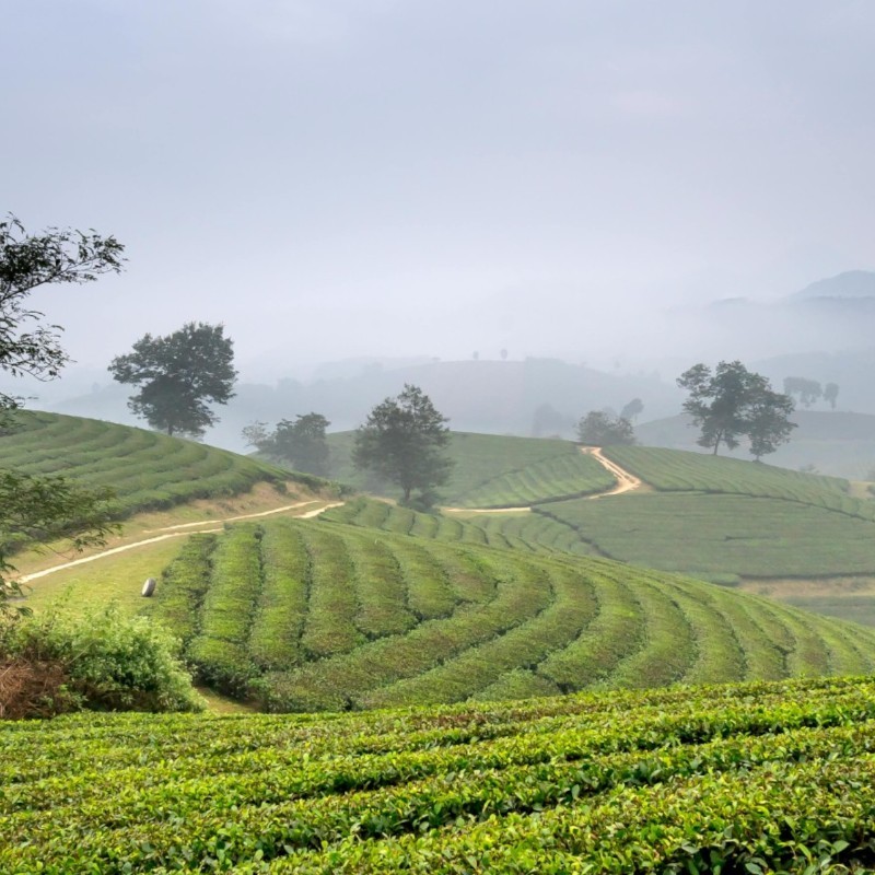 Tea Plantation