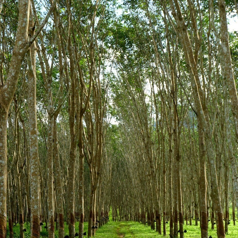 Rubber Plantation
