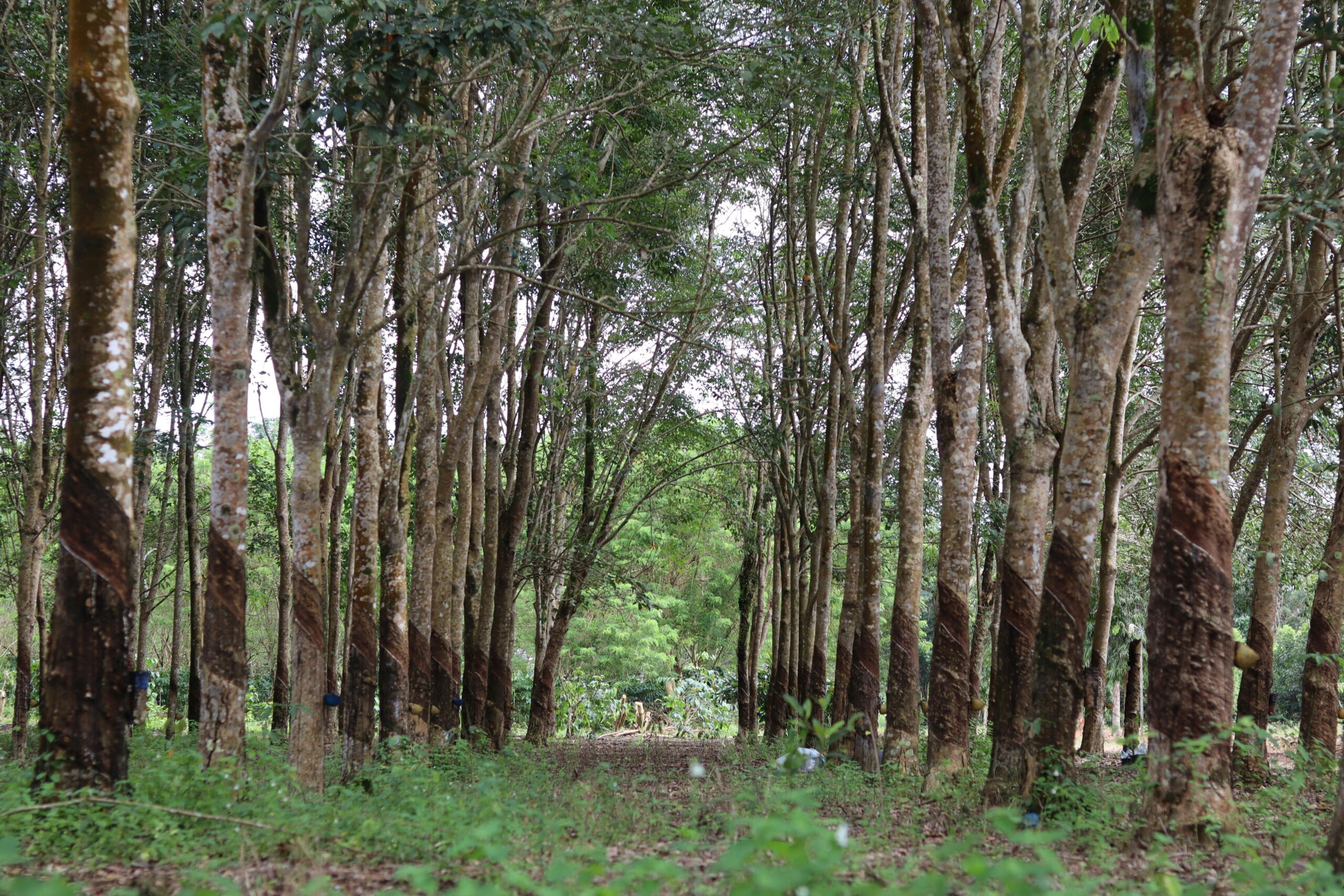 Ethical Farming