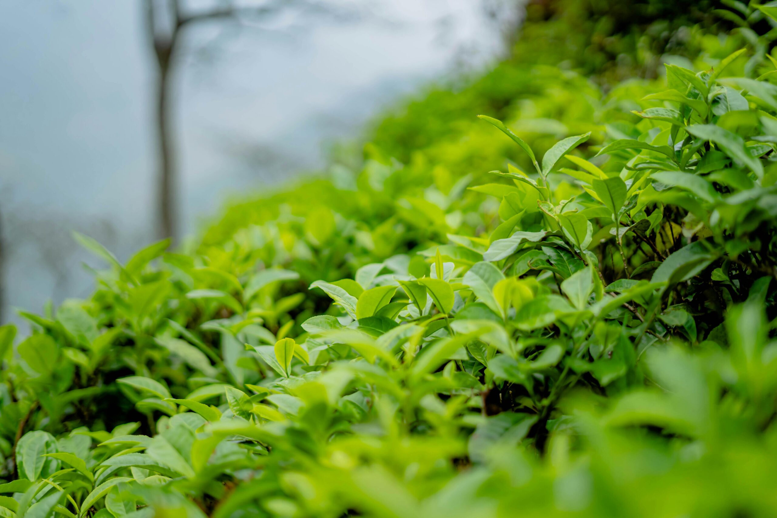 Sustainable Farming